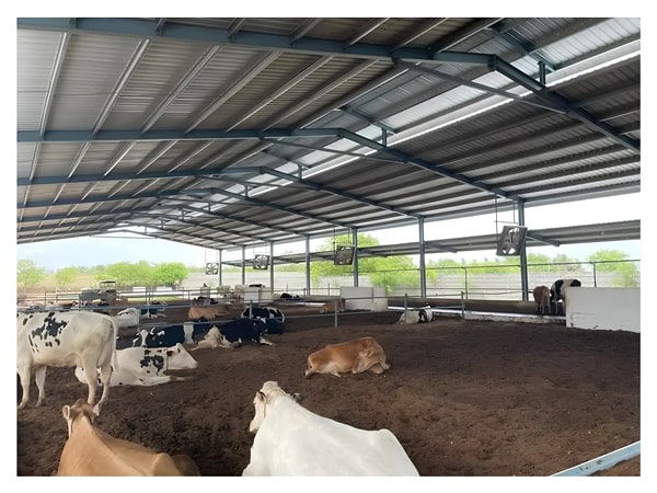 Steel Livestock Buildings